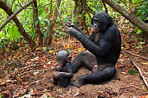 Bonobo (Pan paniscus) mature male 'Tembo' aged 17 years sitting in forest with a male baby 'Bomango' aged 10 months, Lola Ya Bonobo Sanctuary, Democratic Republic of Congo. October.