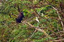 Bonobo (Pan paniscus) female and baby feeding on seed pods in a tree, Lola Ya Bonobo Sanctuary, Democratic Republic of Congo. October.