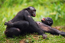 Bonobo (Pan paniscus) pair mating face to fac', Lola Ya Bonobo Sanctuary, Democratic Republic of Congo. October.