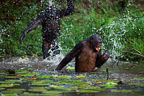 Bonobo (Pan paniscus) adolescent male throwing water over an adult male, Lola Ya Bonobo Sanctuary, Democratic Republic of Congo. October.