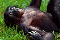 Bonobo (Pan paniscus) mature male 'Manono' aged 17 years lying on his back, Lola Ya Bonobo Sanctuary, Democratic Republic of Congo. October.