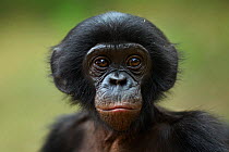 Bonobo (Pan paniscus) baby aged approx 24 months, portrait, Lola Ya Bonobo Sanctuary, Democratic Republic of Congo. October.