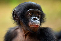 Bonobo (Pan paniscus) baby aged approx 24 months, portrait, Lola Ya Bonobo Sanctuary, Democratic Republic of Congo. October.