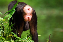 Bonobo (Pan paniscus) female, close-up of rear, Lola Ya Bonobo Sanctuary, Democratic Republic of Congo. October.