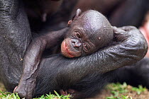 Bonobo (Pan paniscus) baby 'Mayali' aged 2-3 weeks in its mother's arms, Lola Ya Bonobo Sanctuary, Democratic Republic of Congo. October.
