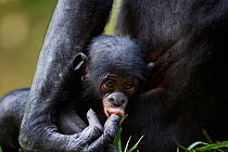 Bonobo (Pan paniscus) baby aged 3 months sucking it's mother's finger, Lola Ya Bonobo Sanctuary, Democratic Republic of Congo. October.