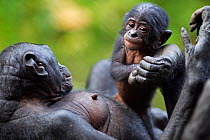 Bonobo (Pan paniscus) female playing with her female baby aged 3 months, Lola Ya Bonobo Sanctuary, Democratic Republic of Congo. October.