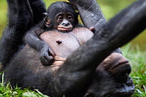 Bonobo (Pan paniscus) female playing with her female baby aged 3 months, Lola Ya Bonobo Sanctuary, Democratic Republic of Congo. October.