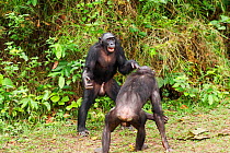 Bonobo (Pan paniscus) two males play fighting, Lola Ya Bonobo Sanctuary, Democratic Republic of Congo. October.