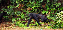 Bonobo (Pan paniscus) mature male 'Fizi' making a charging display, pulling branch as he runs, Lola Ya Bonobo Sanctuary, Democratic Republic of Congo. October.