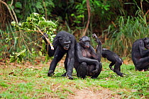 Bonobo (Pan paniscus) female 'Opala' playfully running around another female with some branches to entertain an infant, Lola Ya Bonobo Sanctuary, Democratic Republic of Congo. October.
