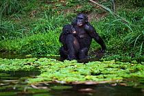 Bonobo (Pan paniscus) female and adolescent male, sexual activity, Lola Ya Bonobo Sanctuary, Democratic Republic of Congo. October.