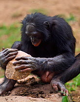 Bonobo (Pan paniscus) male using a rock to crack open nuts, tool use, Lola Ya Bonobo Sanctuary, Democratic Republic of Congo. October.