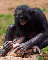 Bonobo (Pan paniscus) male using a rock to crack open nuts, tool use, Lola Ya Bonobo Sanctuary, Democratic Republic of Congo. October.