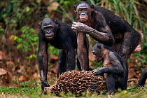 Bonobo (Pan paniscus) group feeding on palm nuts from palm fruit, Lola Ya Bonobo Sanctuary, Democratic Republic of Congo. October.