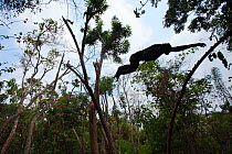Bonobo (Pan paniscus) young male 'Api' aged 13 years leaping between trees, silhouette, Lola Ya Bonobo Sanctuary, Democratic Republic of Congo. October.