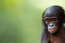 Bonobo (Pan paniscus) male baby 'Ombwe' aged 1 year, portrait, Lola Ya Bonobo Sanctuary, Democratic Republic of Congo. October.