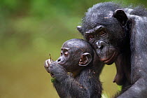 Bonobo (Pan paniscus) female and baby, head and shoulders portrait, Lola Ya Bonobo Sanctuary, Democratic Republic of Congo. October.