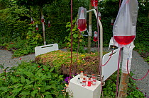 Exhibit titled 'the Natural sickness of man' at the International Garden Festival 2011, theme Biodiversity, Chateau Chaumont-sur-Loire, France, June 2011