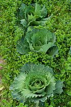 Cabbage plants (Brassica sp) in organic vegetable garden surrounded by weeds, France, February