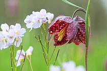 Snake's head fritillary (Fritillaria meleagris) flowering on the flood plain of the River Loire at Anjou, France, April