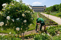 Gardener working amongst roses in the Botanic Garden with the Natural History Museum in the background, Paris, France, June 2010