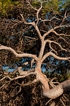 Branches of an Aleppo Pine tree (Pinus halepensis) Saleccia, Corsica