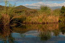 Wetland habitat at the delta of the River Fango, MAB reserve, Corsica, France, September 2010