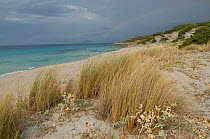 Marram grass (Ammophila arenaria) growing on sand dunes, Saleccia, Agriate, Corsica, France, September 2010