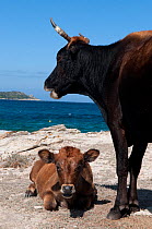 Domestic cow and calf on beach at Mortella, Agriate, Corsica, France, September 2010
