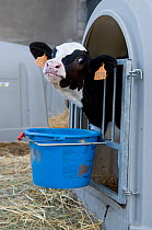 Calf held in plastic box designed to severely restrict movement for veal meat trade, Aveyron, France, August 2009