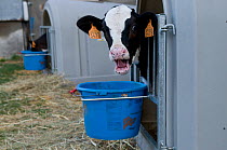 Calf held in plastic box designed to severely restrict movement for veal meat trade, Aveyron, France, August 2009