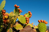 Prickly pear cactus fruit (Opuntia sp), Ostriconi, Agriate, Corsica, France, September