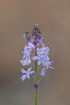 Fly on Squill flower (Scilla automnalis) Corsica, France