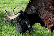 Camargue cattle, bull grazing with bell round its neck, Camargue, France, April