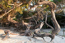 Old roots of (Oxyxoccux macrocarpus) on beach, Saleccia, Agriate, Corsica, September