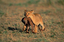 Young African lion cub (Panthera leo) carrying dead Wildebeest calf (Connochaetes taurinus) Masai Mara National Reserve, Kenya