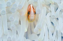 Pink Anemonefish (Amphiprion perideraion) in bleached anemone. Anemone (and coral) bleaching results when the symbiotic zooxanthellae (single-celled algae) are released from the original host coral or...