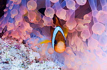Clark's Anemonefish (Amphiprion clarkii) in Bubble Tip Anemone (Entacmaea quadricolor). The tentacles are usually a dull brown, but this anemone is partially bleached and has lost most of the endosymb...