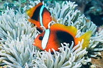 Red and Black Anemonefish (Amphiprion melanopus) with bleached host anemone. The tentacles of the anemone are usually a dull brown, but this anemone is bleached and has lost most of its endosymbiotic...