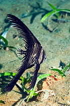 Humpback Batfish (Platax batavianus) juvenile. Manado, North Sulawesi, Indonesia.