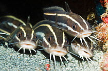 Striped Catfish (Plotosus lineatus) lying at rest on sandy bottom. Manado, North Sulawesi, Indonesia.