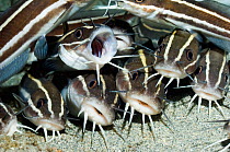 Striped Catfish (Plotosus lineatus) lying at rest on sandy bottom. Manado, North Sulawesi, Indonesia.