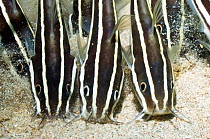 Striped Catfish (Plotosus lineatus) feeding through sand. Manado, Sulawesi, Indonesia.