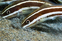 Striped Catfish (Plotosus lineatus) feeding in the sand. Manado, Sulawesi, Indonesia.