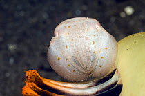 Juvenile Broadclub Cuttlefish (Sepia latimanus) at rest over a sea pen. Indonesia.