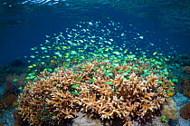 Blue-green Chromis (Chromis viridis) schooling over acropora coral in which they shelter. Raja Ampat, West Papua, Indonesia.