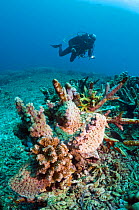 Artificial reef / EcoReef designed by Mark Erdmann, with diver. Ceramic structures placed on reef, bomb damaged in the 1970s. Bunaken National Park, North Sulawesi, Indonesia.