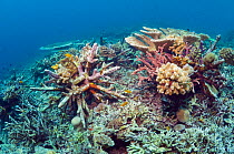 Artificial reef / EcoReef designed by Mark Erdmann, with diver. Ceramic structures placed on areas bomb damaged in the 1970s, to encourage coral ecosystem regrowth. Bunaken National Park, North Sulawe...
