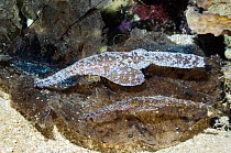 Robust Ghostpipefish (Solenotomus cyanopterus), male and female. Manado, North Sulawesi, Indonesia.